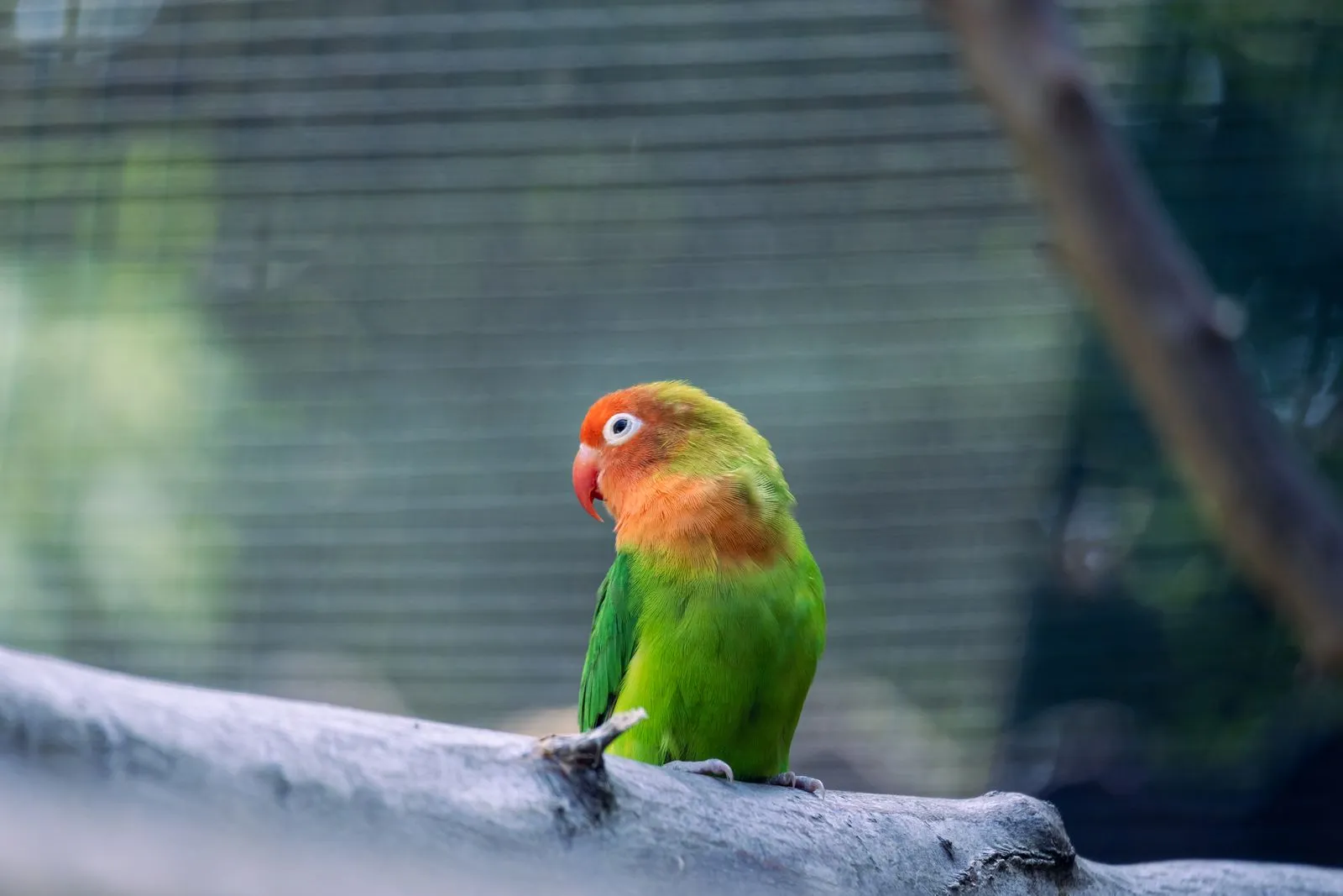 Helping a Rehomed Parrot Settle In