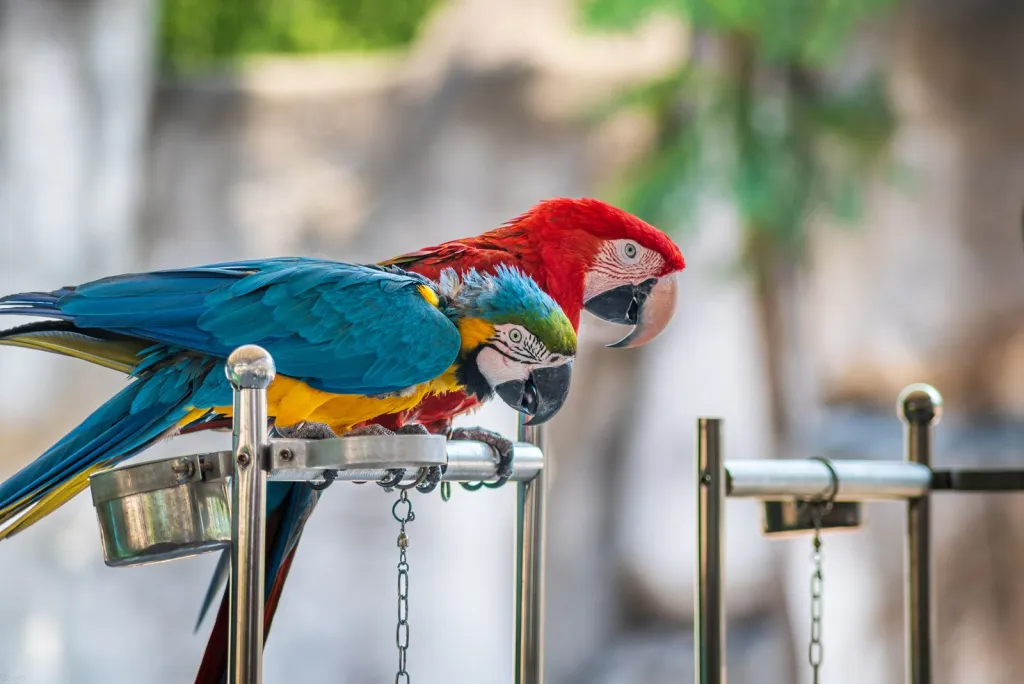 Thoughtful Parrot Rehoming
